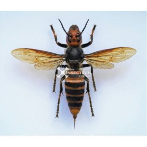 VESPA-MANDARINIA-FORM MAGNIFICA